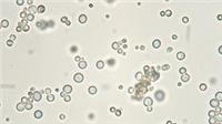 SIHA Yeast